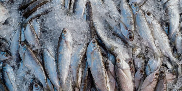 Abipesca pede crédito emergencial para reduzir impacto do tarifaço