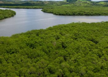 Campanha pede criação de reserva para proteger manguezal em Pernambuco