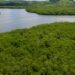 Campanha pede criação de reserva para proteger manguezal em Pernambuco