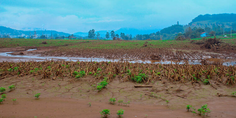 Senado deve analisar Fundo Social do pré-sal para agricultores em calamidades — Senado Notícias