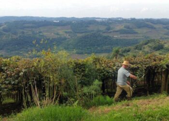 Entrega da declaração do ITR 2025 começa nesta segunda-feira