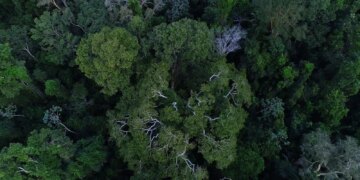 Países amazônicos defenderão fundo para preservar florestas
