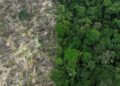 Brasil perdeu 111,7 milhões de hectares de áreas naturais em 40 anos