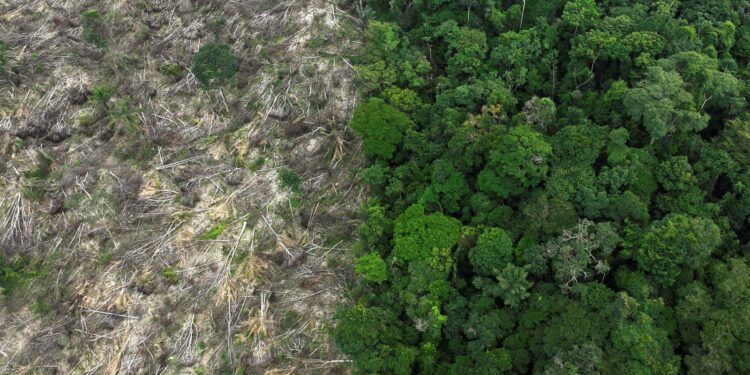 Brasil perdeu 111,7 milhões de hectares de áreas naturais em 40 anos