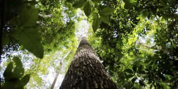 Países defendem fundo florestal com recursos carimbados para indígenas