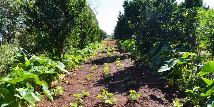 Petrobras participará de programa de incentivo a florestas produtivas