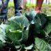 Agricultura familiar receberá R$ 60 milhões para produção de bioinsumo