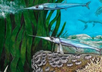 Cientistas brasileiros identificam nova espécie de peixe pré-histórico