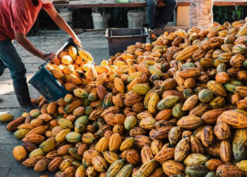 CDR vota anistia a dívida de produtores de cacau — Senado Notícias