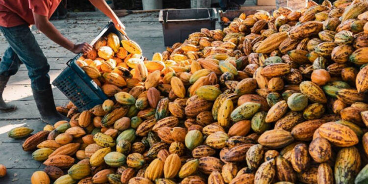 CDR vota anistia a dívida de produtores de cacau — Senado Notícias