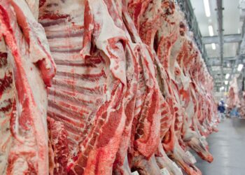Exportação de carne bovina bate recorde em mês anterior ao tarifaço