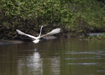 Reflorestamento permite volta de animais a mangue na Baía de Guanabara