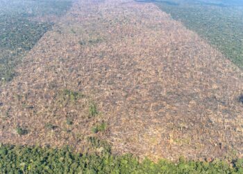 Desmatamento é responsável por mais de 28 mil mortes anuais por calor