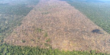 Desmatamento é responsável por mais de 28 mil mortes anuais por calor
