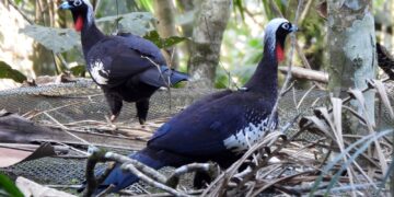 Em risco de extinção, jacutingas são devolvidas à natureza em SP