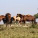 Três pessoas tiveram encefalite equina venezuelana no AM, dizFiocruz