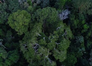 Brasil tem o desafio de elevar financiamento para florestas na COP30