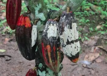 CDR deve votar anistia aos produtores de cacau afetados pela vassoura-de-bruxa — Senado Notícias