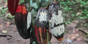 CDR deve votar anistia aos produtores de cacau afetados pela vassoura-de-bruxa — Senado Notícias
