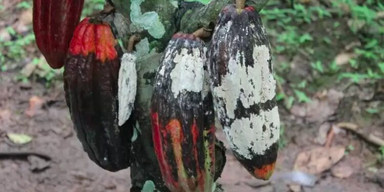 CDR deve votar anistia aos produtores de cacau afetados pela vassoura-de-bruxa — Senado Notícias