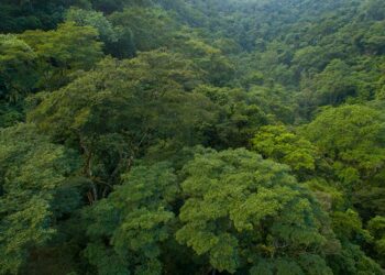 Publicada Lei do Licenciamento Ambiental, com 63 vetos — Senado Notícias