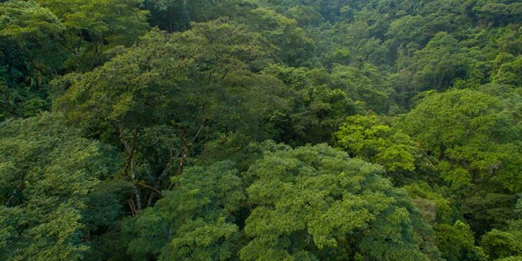 Publicada Lei do Licenciamento Ambiental, com 63 vetos — Senado Notícias
