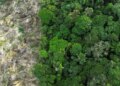 Em 40 anos, Amazônia perdeu área de vegetação do tamanho da França