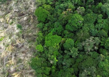Em 40 anos, Amazônia perdeu área de vegetação do tamanho da França