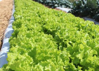 Crise climática ameaça cultivo de alface em campo aberto, diz Embrapa