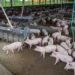 Produção de carne suína e de frango terá volume recorde em 2026