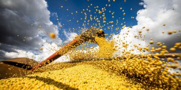 Valor da produção agrícola brasileira recua 3,9% em 2024, mostra IBGE
