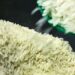 Conab anuncia R$ 300 milhões para produtores de arroz na safra 2025/26