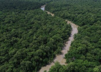 Programação do Dia da Amazônia mobiliza para COP30