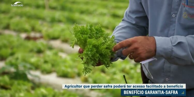 Senado aprova mudanças no benefício garantia-safra — Senado Notícias