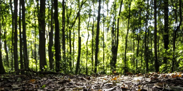 Produção florestal do país cresce 16,7% e chega a R$ 44,3 bi em 2024