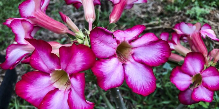 Hoje é Dia: início da primavera e datas ligadas à saúde são destaques