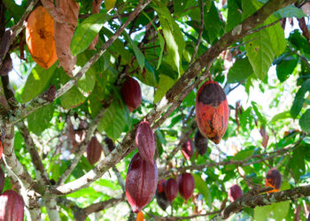 Perdão de dívidas de produtores de cacau está na pauta da CDR — Senado Notícias