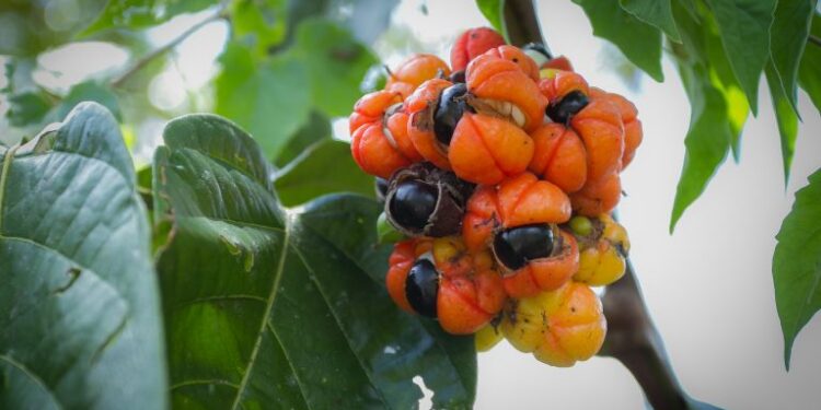 Lei reconhece Maués, no Amazonas, como Capital Nacional do Guaraná – Notícias