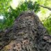 Mudança climática: gigantes da Amazônia podem ajudar cientistas