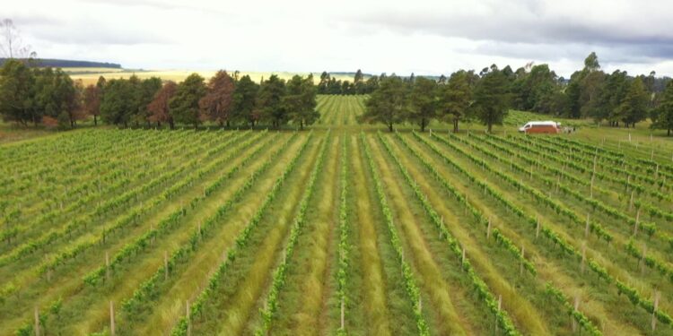 CMN restringe linha especial de R$ 12 bilhões a produtores do RS