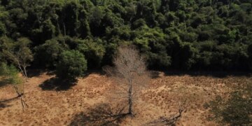 Brasil pode suprir demanda por bioenergia sem desmatar, aponta estudo