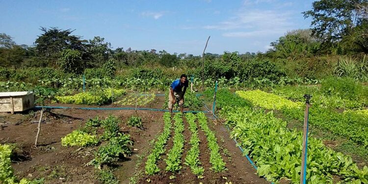 Sancionada lei que amplia acesso de agricultores familiares ao Garantia-Safra — Senado Notícias