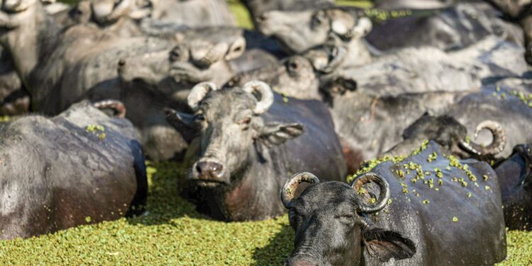 Fazendeiro planeja criar “universidade do búfalo” na Ilha de Marajó
