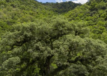 Mata Atlântica perde 2,4 milhões de hectares em 40 anos
