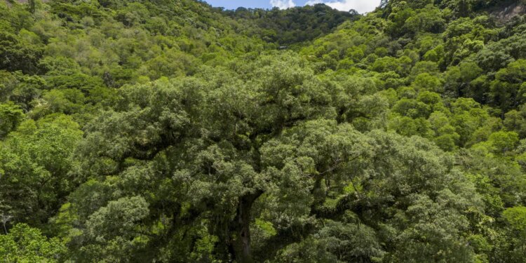 Mata Atlântica perde 2,4 milhões de hectares em 40 anos