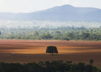 COP30: governo cobra R$ 476 milhões de infratores ambientais 