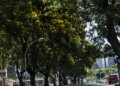 COP30: Brasil lança plano nacional para aumentar arborização urbana
