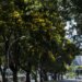 COP30: Brasil lança plano nacional para aumentar arborização urbana