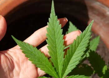 STJ adia prazo para regulamentação do plantio de cannabis medicinal