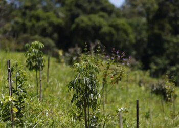 Revisão do IBGE: Mata Atlântica perde 1% de área e Cerrado ganha 1,8%